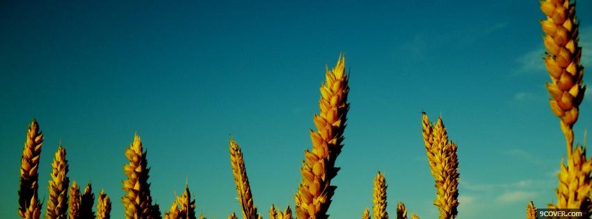 Photo wheats and blue sky Facebook Cover for Free