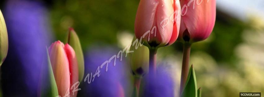 Photo pretty pink tulips nature Facebook Cover for Free