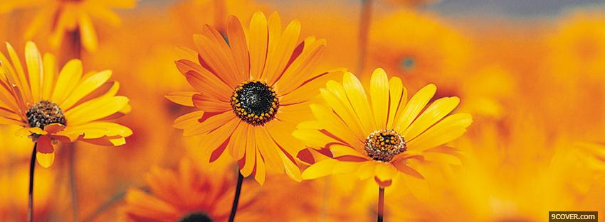 Photo orange flowers nature Facebook Cover for Free