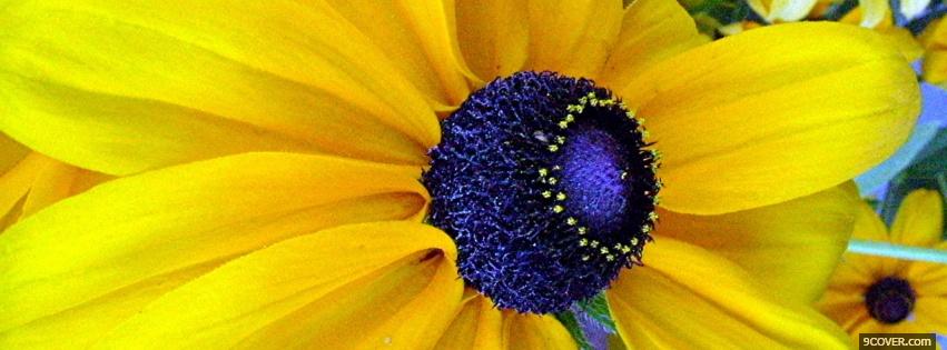 Photo yellow and blue flower Facebook Cover for Free