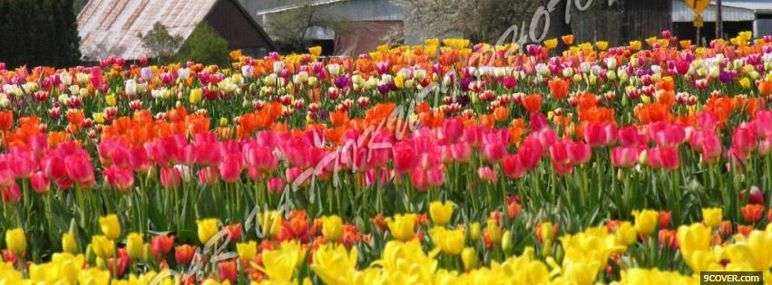 Photo tulips garden nature Facebook Cover for Free