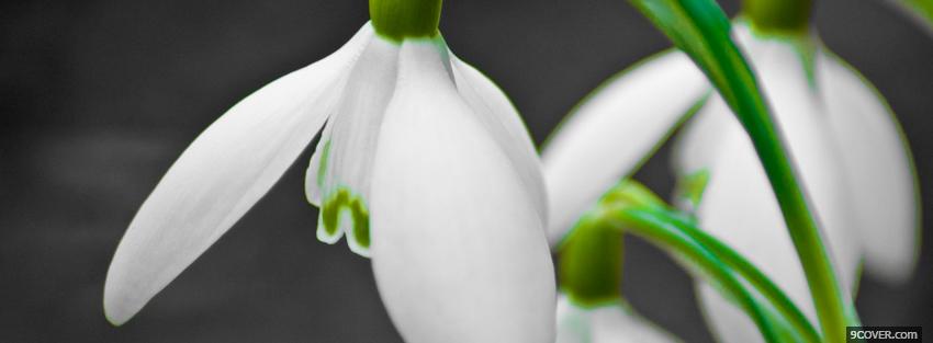 Photo snow drops flowers nature Facebook Cover for Free