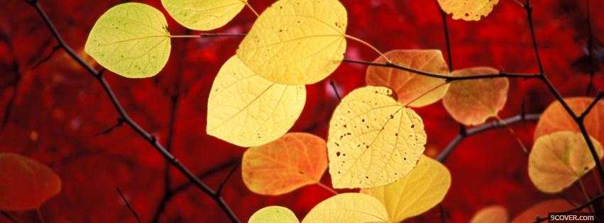 Photo yellow leaves autumn Facebook Cover for Free
