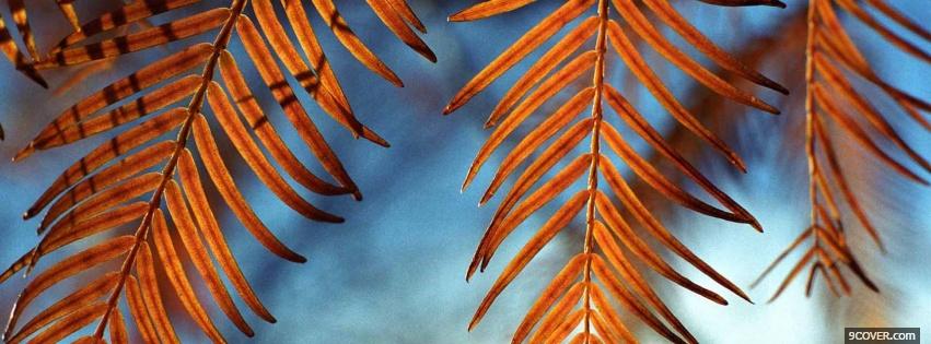 Photo wind catchers nature Facebook Cover for Free