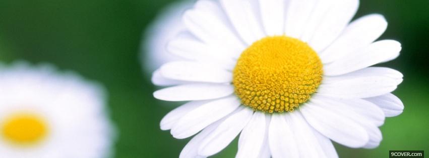 Photo white daisy nature Facebook Cover for Free