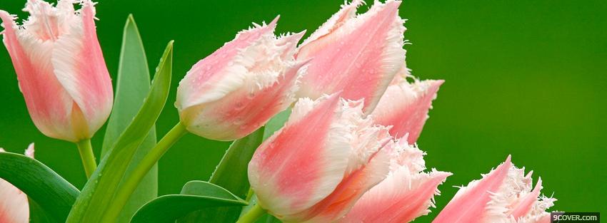 Photo pink tulips nature Facebook Cover for Free