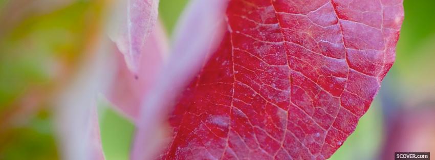 Photo red leaf close up Facebook Cover for Free