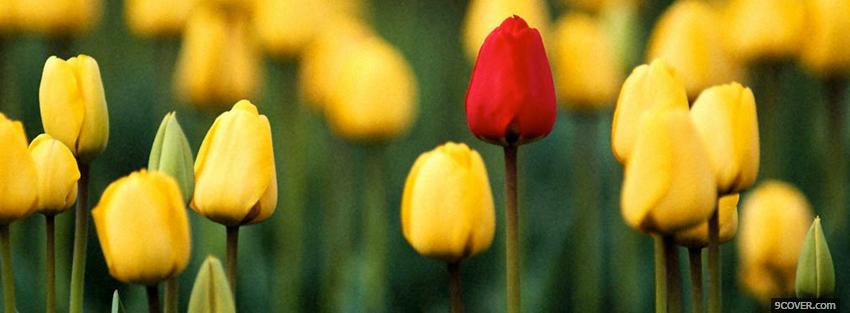 Photo tulips nature Facebook Cover for Free