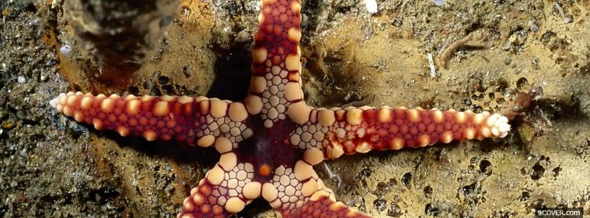 Photo starfish and sand nature Facebook Cover for Free