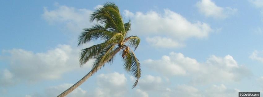 Photo one palm tree nature Facebook Cover for Free