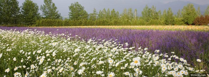 Photo white purple garden nature Facebook Cover for Free