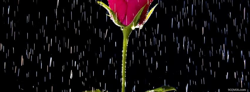 Photo raining on rose nature Facebook Cover for Free