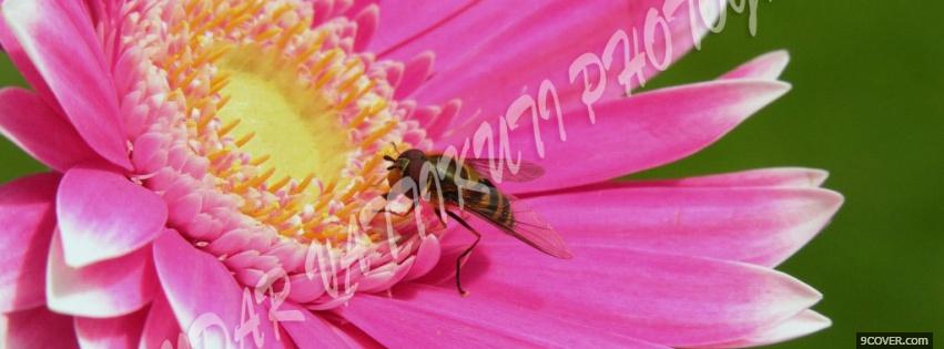 Photo pink flower bee nature Facebook Cover for Free