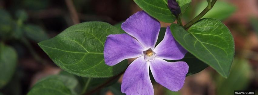 Photo purple flower nature Facebook Cover for Free