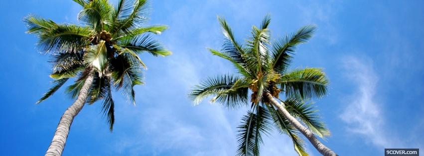 Photo tall palm trees nature Facebook Cover for Free