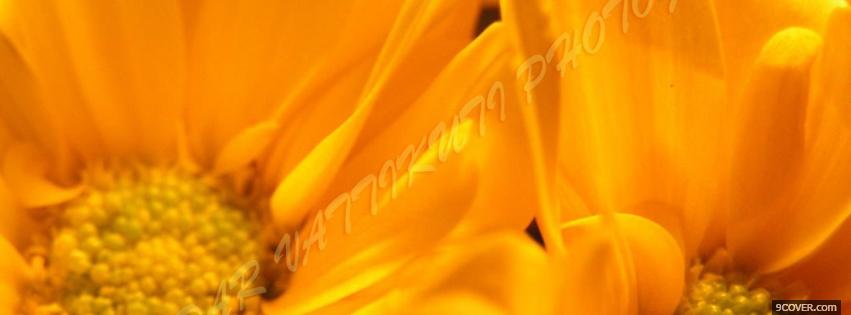 Photo orange daisy nature Facebook Cover for Free