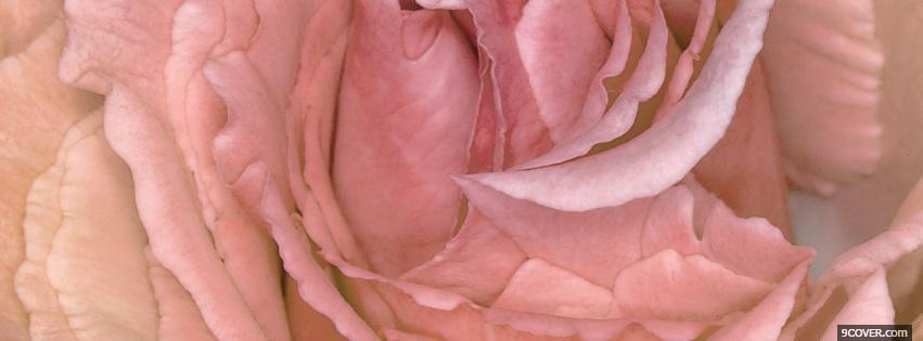 Photo pink rose nature Facebook Cover for Free