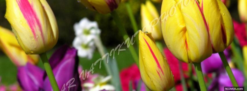 Photo pink yellow tulips nature Facebook Cover for Free