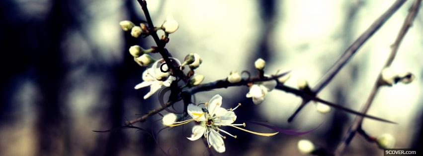Photo white incredible flowers nature Facebook Cover for Free