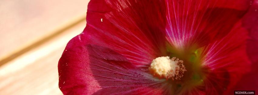 Photo red pretty flower nature Facebook Cover for Free