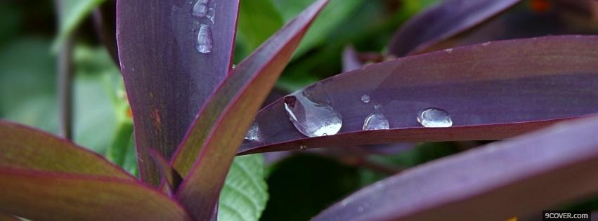 Photo plant and rain nature Facebook Cover for Free