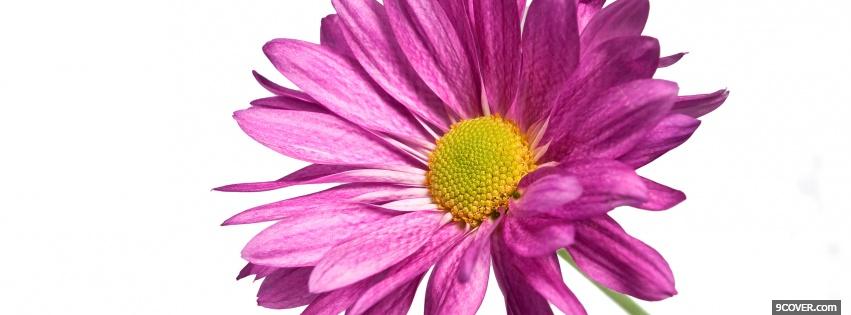 Photo simple pink flower nature Facebook Cover for Free