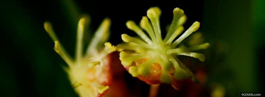 Photo unusual plant nature Facebook Cover for Free