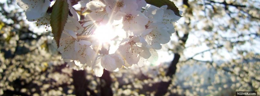 Photo sun through flowers nature Facebook Cover for Free