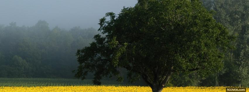 Photo sunflower field nature Facebook Cover for Free