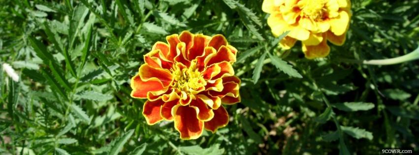 Photo orange yellow flower nature Facebook Cover for Free