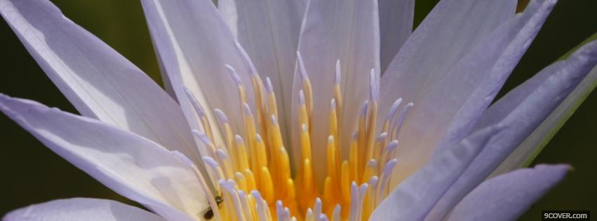 Photo white flower nature Facebook Cover for Free