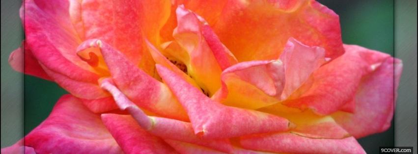 Photo orange red rose nature Facebook Cover for Free