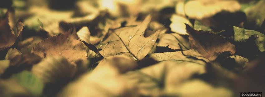 Photo soft leaves nature Facebook Cover for Free