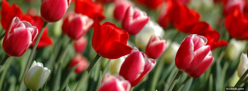 Photo tulip nature Facebook Cover for Free
