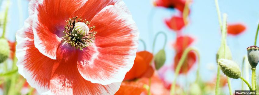 Photo red white flower nature Facebook Cover for Free