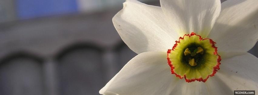 Photo unique flower nature Facebook Cover for Free