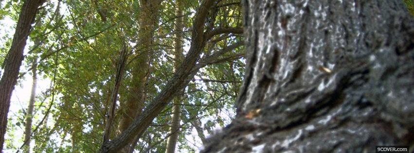 Photo sticky tree nature Facebook Cover for Free