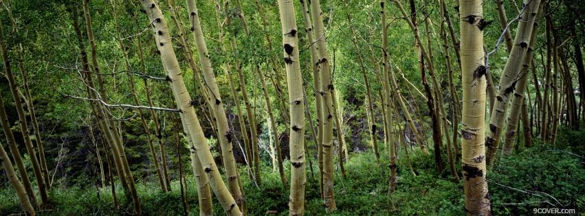 Photo birch forest nature Facebook Cover for Free
