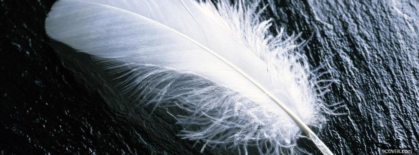 Photo feather black and white Facebook Cover for Free
