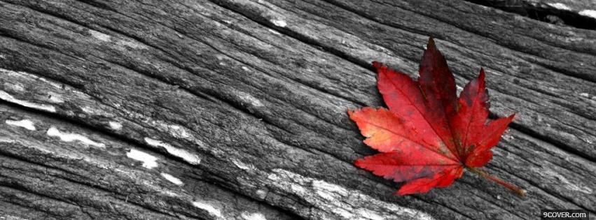Photo maple leaf Facebook Cover for Free