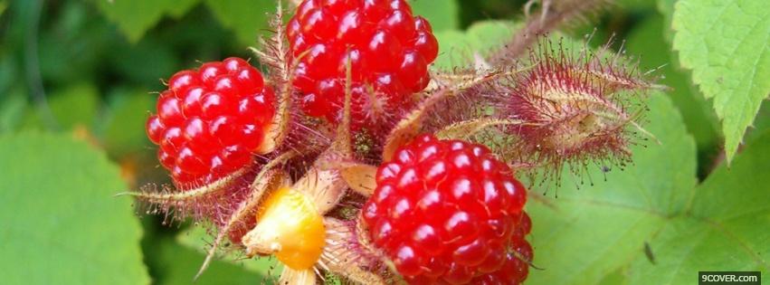 Photo fresh rasberries food Facebook Cover for Free