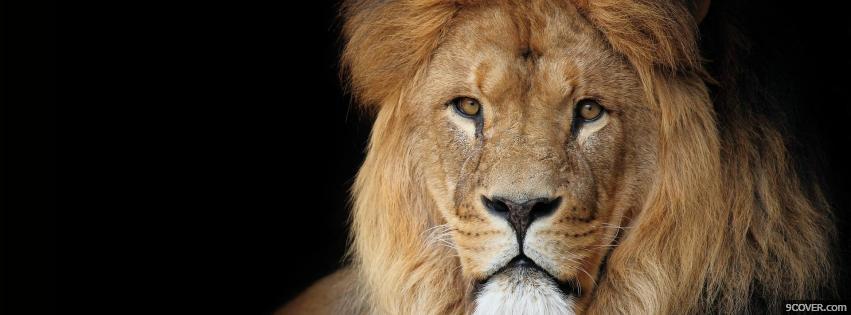 lion images for facebook cover page