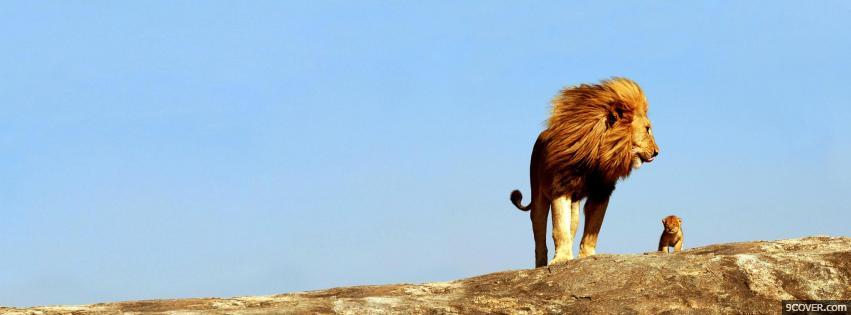 lion images for facebook cover page