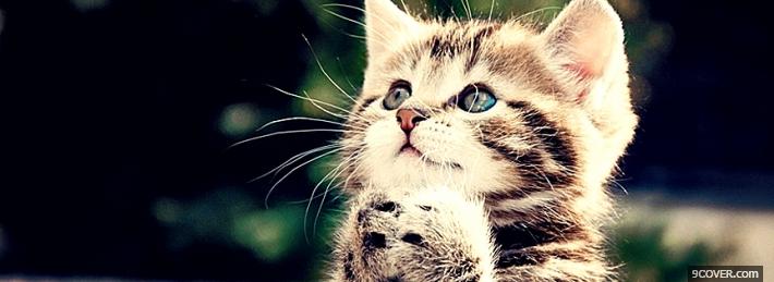 Photo Cute Cat  Facebook Cover for Free