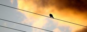 bird on a wire facebook cover