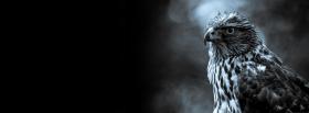 black and white hawk facebook cover