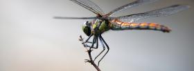 dragon fly on a branch facebook cover