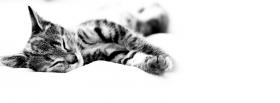 sleeping kitten animals facebook cover