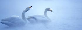 beautiful animals swans facebook cover
