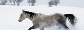 horse in the snow animals facebook cover